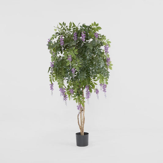 Wisteria Tree Purple 1.9M