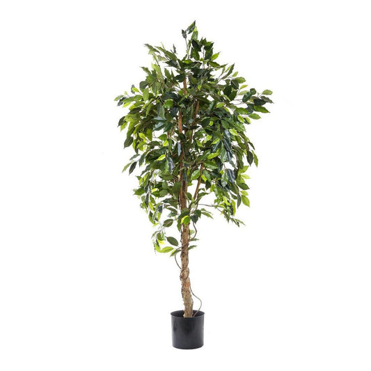 Ficus Vine Tree 1.8M
