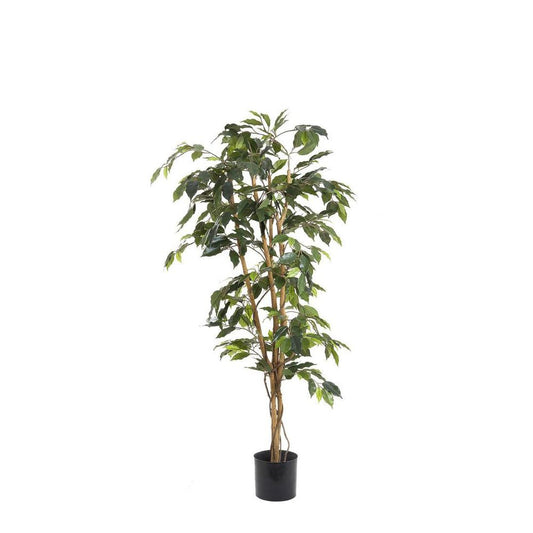 Ficus 1.2M