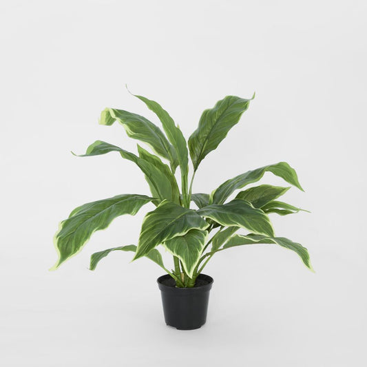 Hosta Plant Real Touch In Pot 42Cm Green