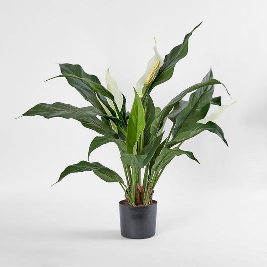 Spathiphyllum Lily White 63Cm
