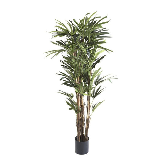 Raphis Palm 1.5M