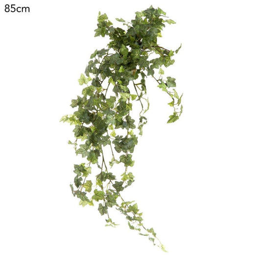Ivy Bush Vine 85Cm