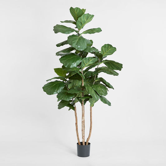 Fiddle Leaf Tree 1.9M