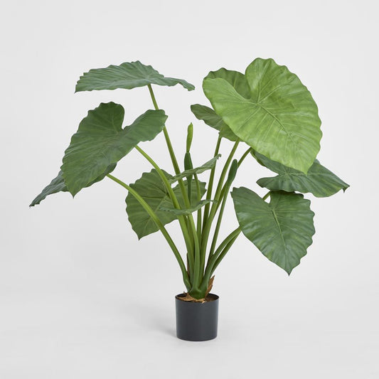 Alocasia Calidora Potted 80Cm