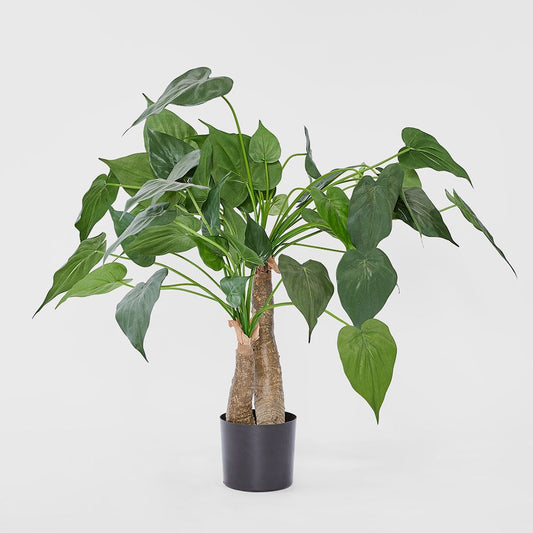 Alocasia Cucullata Tree 95Cm