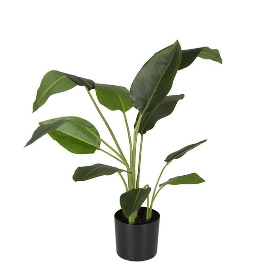 Strelitzia In Pot 78Cm
