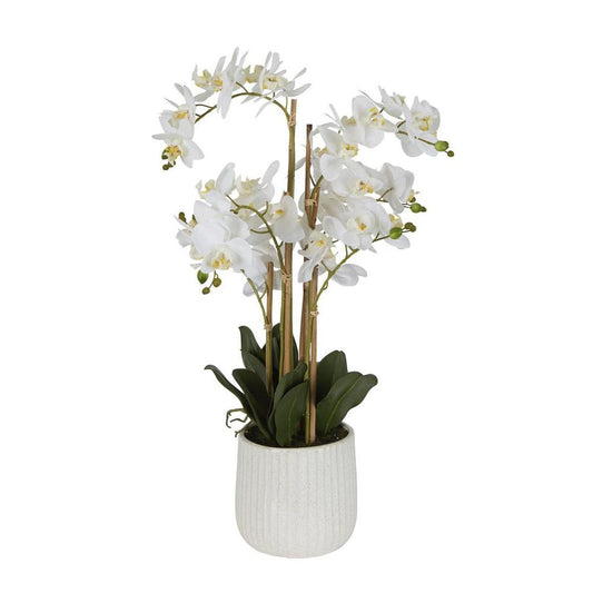 Orchid In Ceramic Pot Real Touch 71Cm White