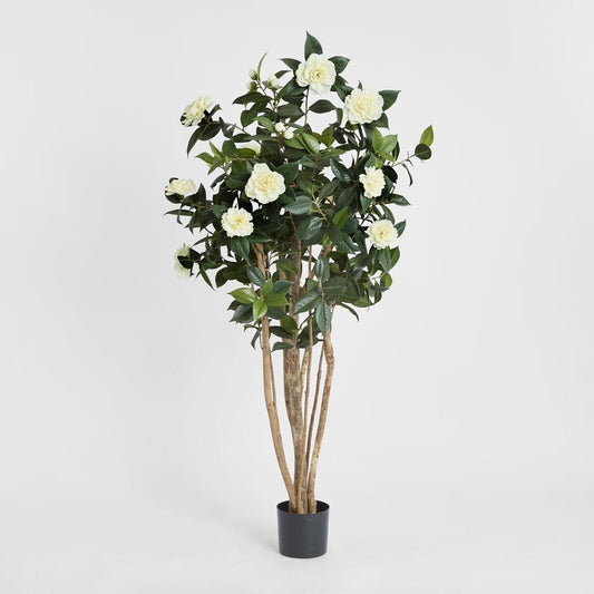 Camellia Japonica Tree White 1.6M