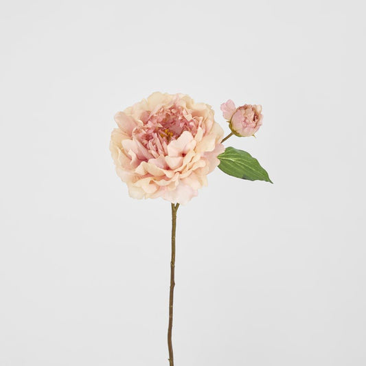 Peony Stem 61Cm Apricot