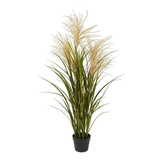 Pampas Grasses In Black Pot