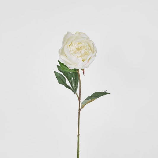 Peony Half Open 70Cm White