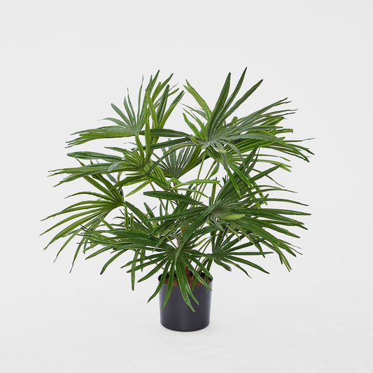 Baby Fan Palm Potted Bush W/17 Leaves 45Cm
