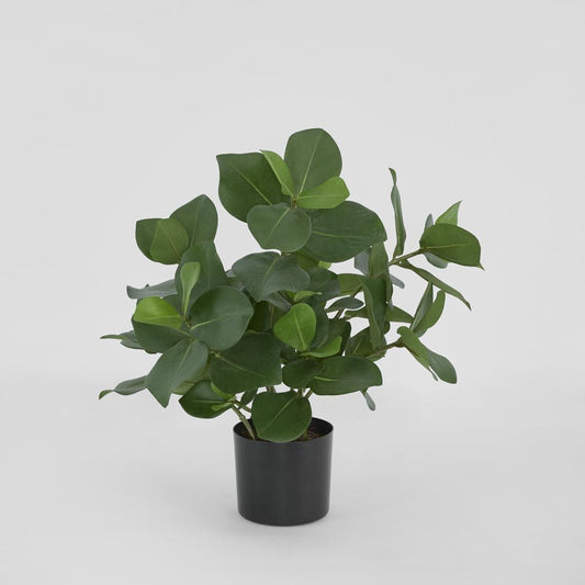 Mini Clusia Bush Potted Plant