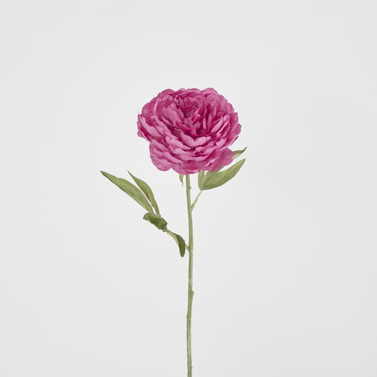 Peony Single Stem 62Cm Pink