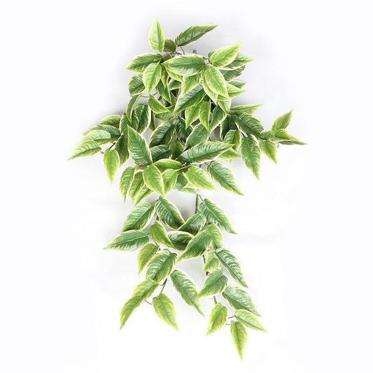 Hosta Hanging Bush 95Cm