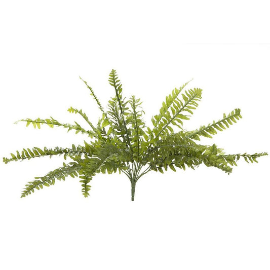 Boston Fern Bush 48Cm
