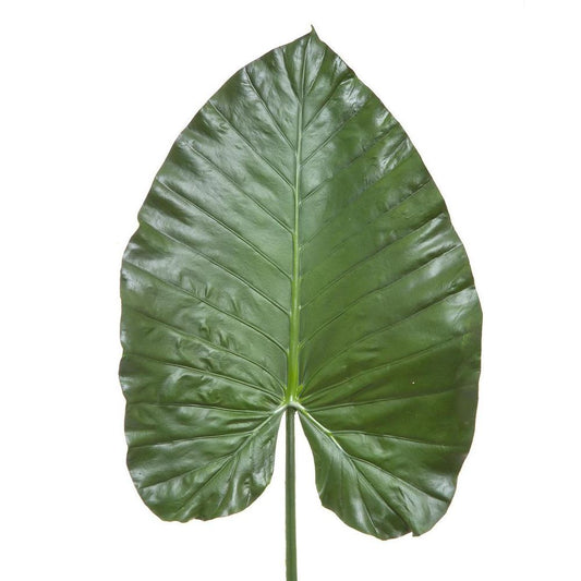 Heart Leaf 1.1M Green