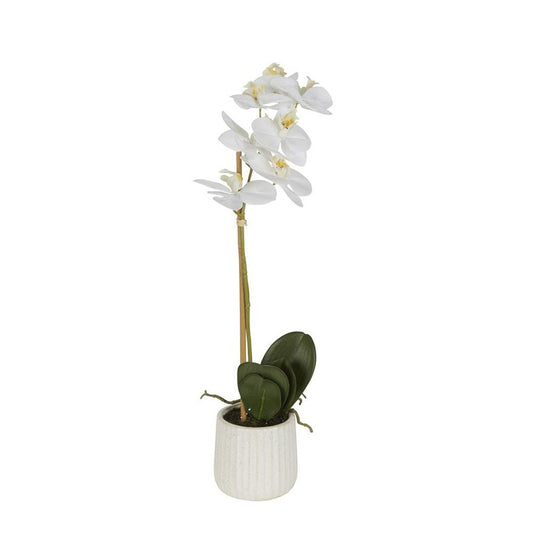 Orchid In Ceramic Pot 50Cm White