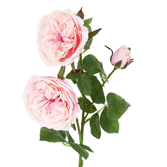 David Austin English Rose 55Cm Pink