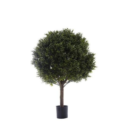 Boxwood Ball Tree 85Cm
