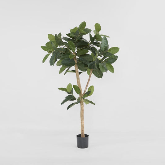 Rubber Tree 155Cm