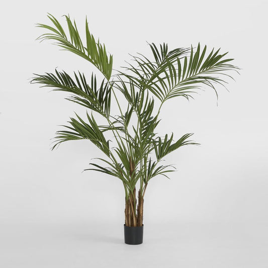 Kentia Palm Tree 210Cm