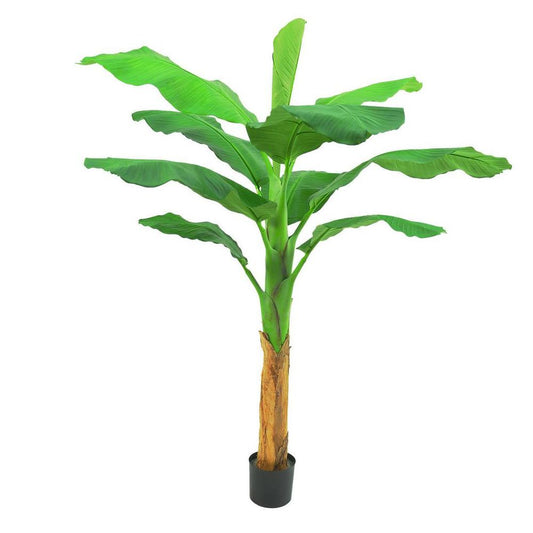 Royal Banana Tree 120Cm
