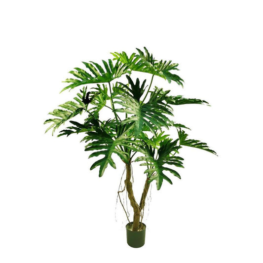 Philodendron Selloum Tree 140Cm