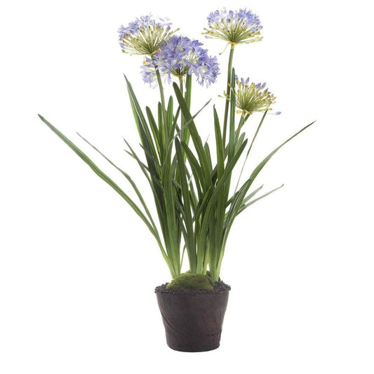 Agapanthus In Paper Pot Lavender