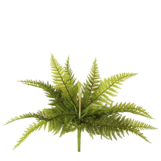 Boston Fern Bush 40Cm