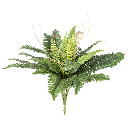 Boston Fern Bush 61Cm