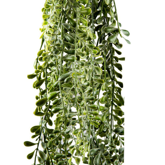 Wild Vetch Bush 1.6M