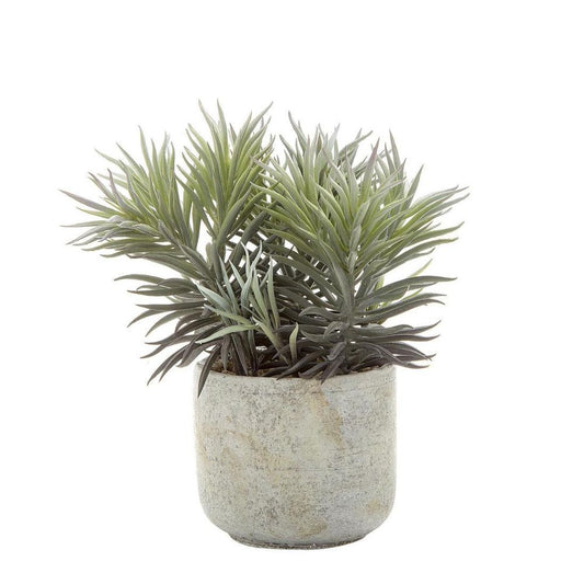 Needle Succulent 23Cm