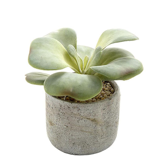 Succulent In Cement 17Cm