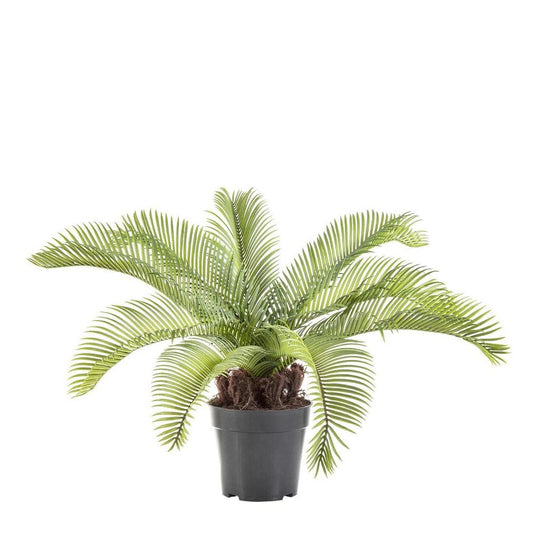 Cycad Palm 53Cm