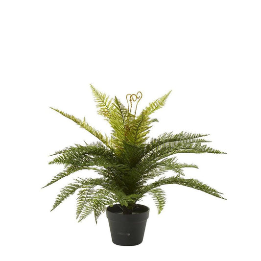 Boston Fern In Pot 55Cm