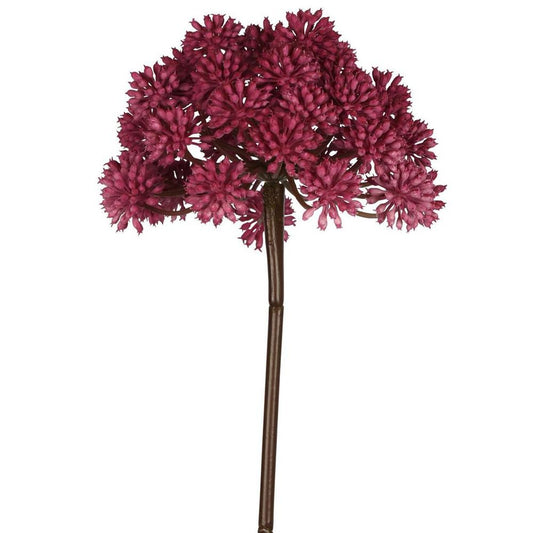 Allium 98Cm Fuschia