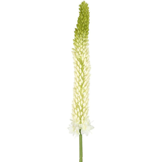 Fox Tail Stem 84Cm Cream Green