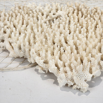 Plate Coral #4998