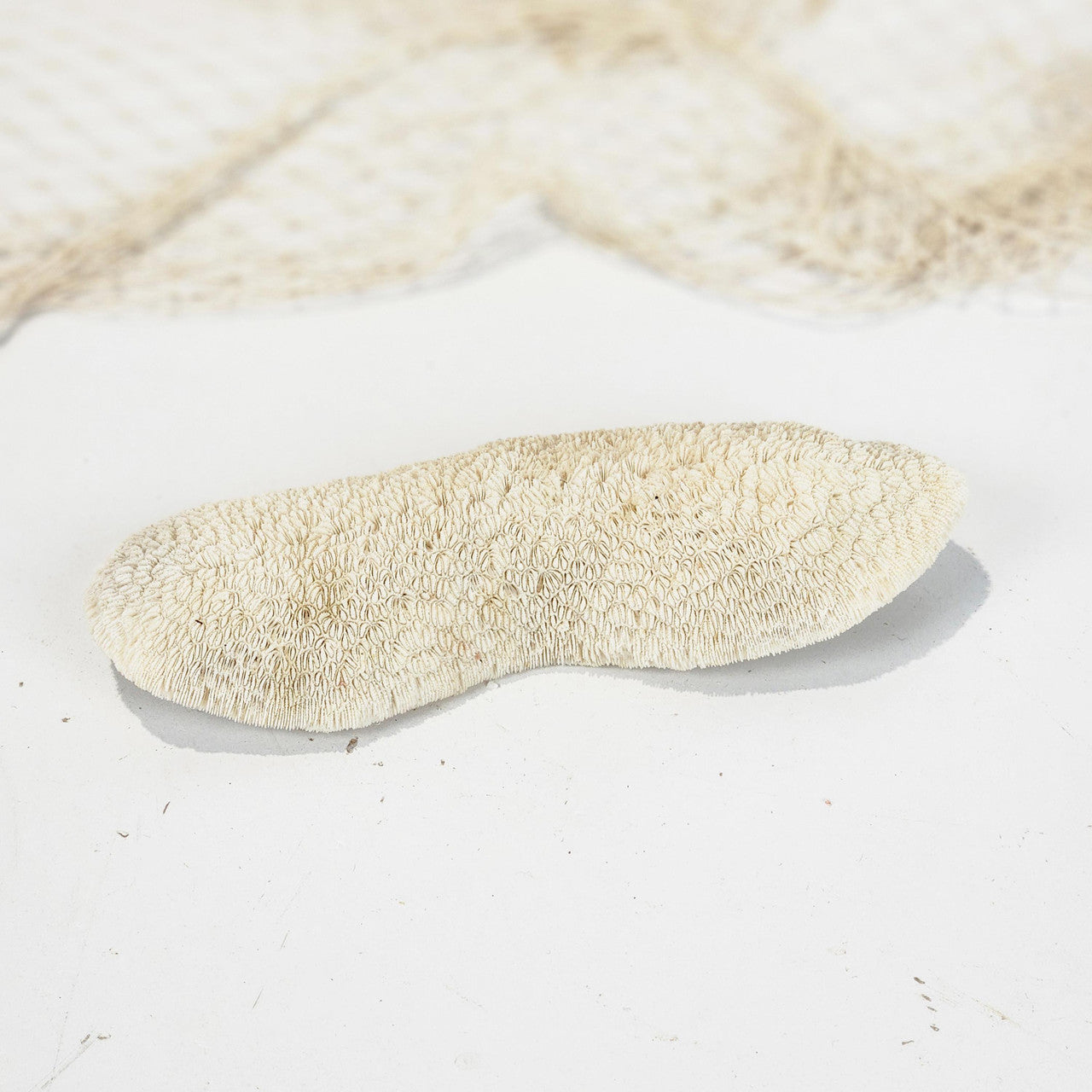 Mushroom Coral #4994