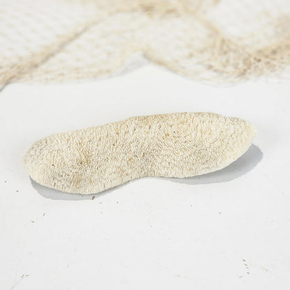 Mushroom Coral #4994