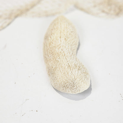 Mushroom Coral #4994