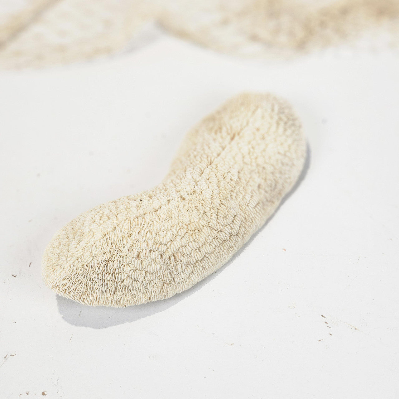 Mushroom Coral #4994