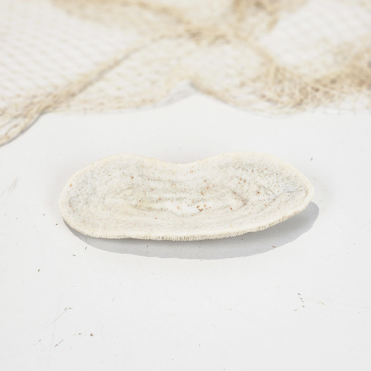 Mushroom Coral #4994