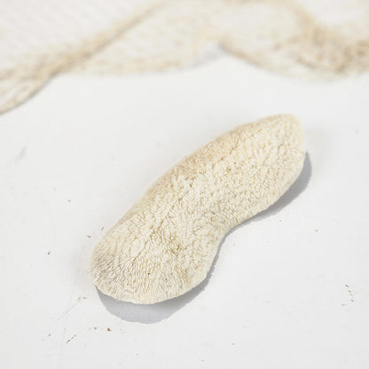 Mushroom Coral #4994