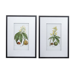 Leaves Flowers & Fruit Set Of 2 Wall Art