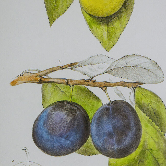 Botanical Wall Décor Set Of 2