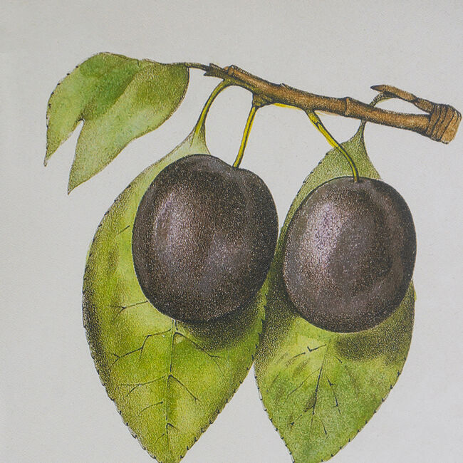 Botanical Wall Décor Set Of 2