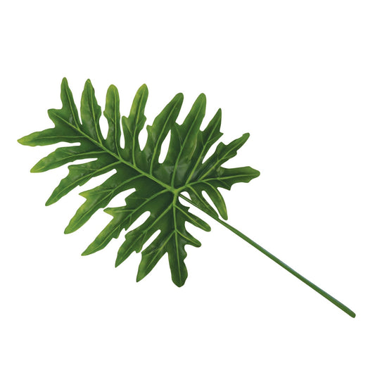 Philodendron Leaf